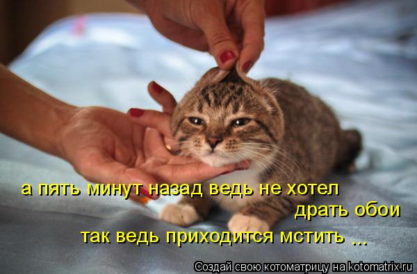 Котоматрица: драть обои так ведь приходится мстить  а пять минут назад ведь не хотел ...