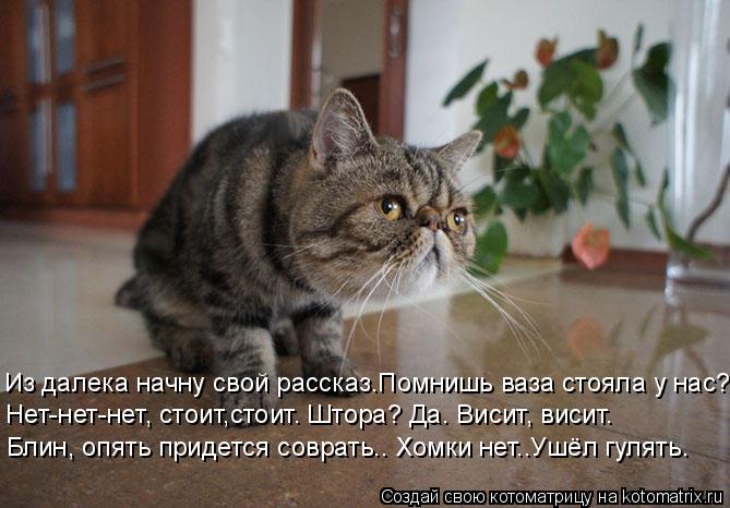 Из далека начну свой рассказ.Помнишь ваза стояла у нас? Нет-нет-нет, стоит,стоит. Штора? Да. Висит, в... Котоматрица: Из далека начну свой рассказ.Помнишь ваза стояла у нас? Нет-нет-нет, стоит,стоит. Штора? Да. Висит, висит. Блин, опять придется соврать.. Хомки