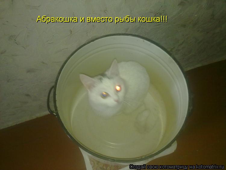 Котоматрица: Абракошка и вместо рыбы кошка!!!