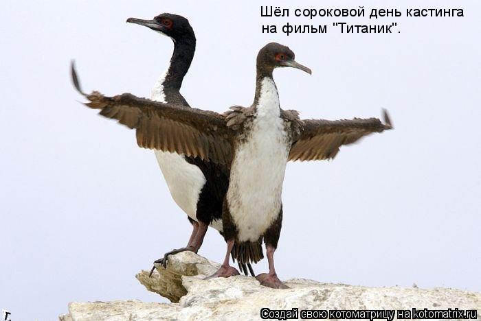 Котоматрица: Шёл сороковой день кастинга  на фильм "Титаник".