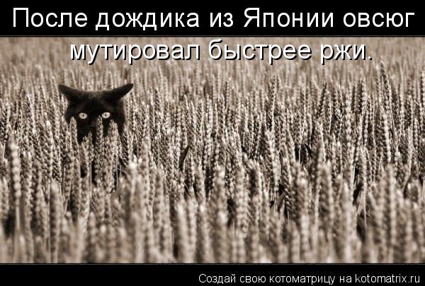 Котоматрица: После дождика из Японии овсюг  мутировал быстрее ржи.