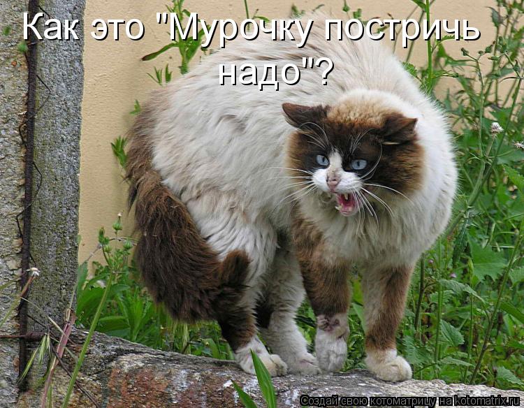 Как это "Мурочку постричь надо"?... Котоматрица: Как это "Мурочку постричь надо"?