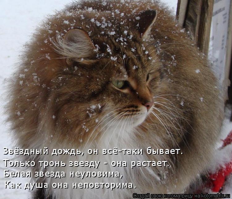 Звёздный дождь, он всё-таки бывает. Только тронь звезду - она растает. Белая звезда неуловима, Как ду... Котоматрица: Звёздный дождь, он всё-таки бывает. Только тронь звезду - она растает. Белая звезда неуловима, Как душа она неповторима.