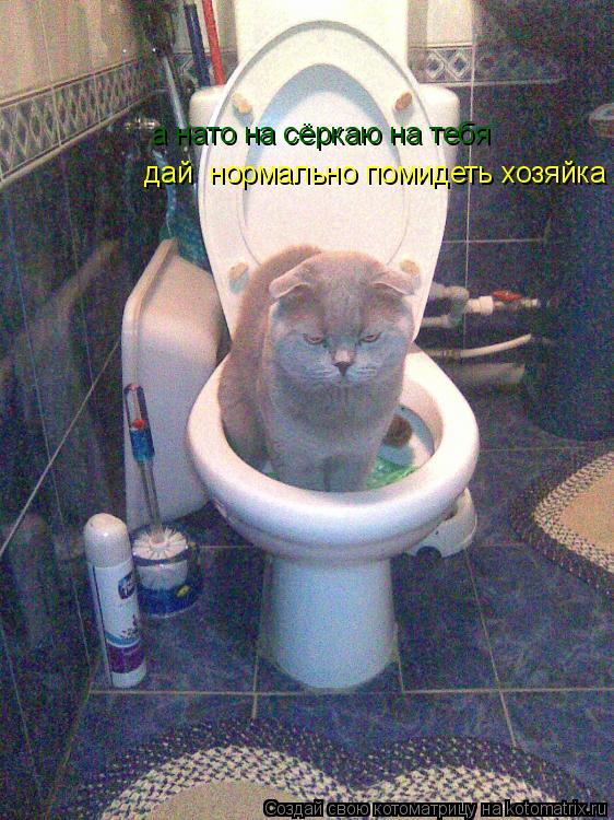 дай дай нормально помидеть хозяйка а нато на сёркаю на тебя... Котоматрица: дай дай нормально помидеть хозяйка а нато на сёркаю на тебя