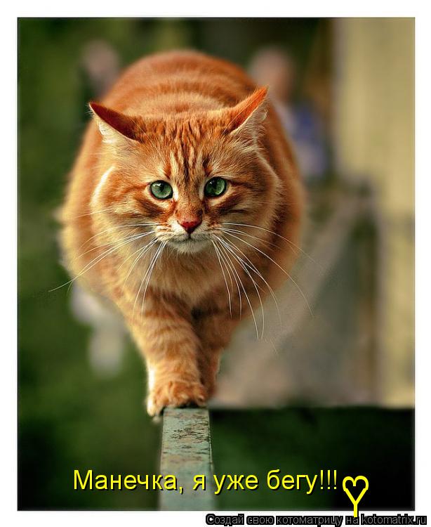 3 Манечка, я уже бегу!!! Y... Котоматрица: 3 Манечка, я уже бегу!!! Y