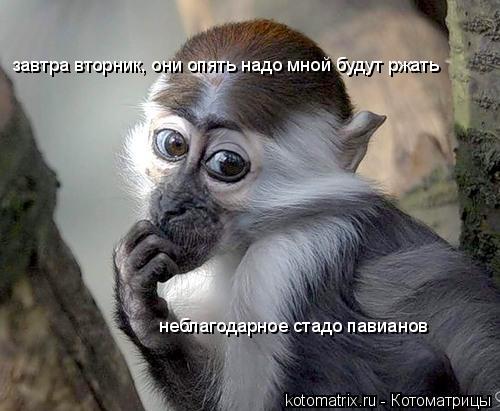 завтра вторник, они опять надо мной будут ржать неблагодарное стадо павианов... Котоматрица: завтра вторник, они опять надо мной будут ржать неблагодарное стадо павианов