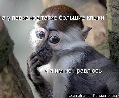 а у павианов такие большие клыки и я им не нравлюсь... Котоматрица: а у павианов такие большие клыки и я им не нравлюсь