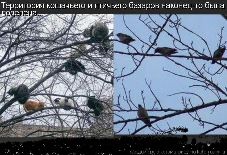 Территория кошачьего и птичьего базаров наконец-то была поделена...... Котоматрица: Территория кошачьего и птичьего базаров наконец-то была поделена...
