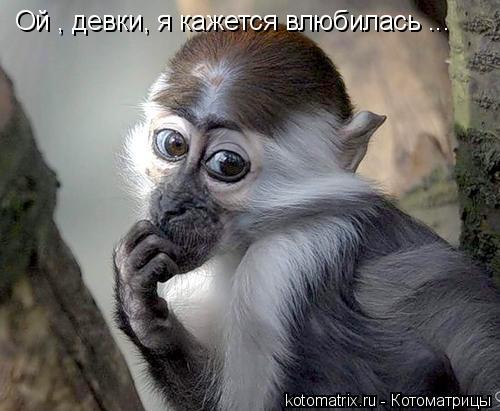 Ой , девки, я кажется влюбилась ...... Котоматрица: Ой , девки, я кажется влюбилась ...