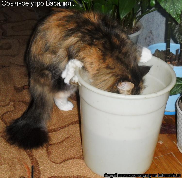 Обычное утро Василия...... Котоматрица: Обычное утро Василия...