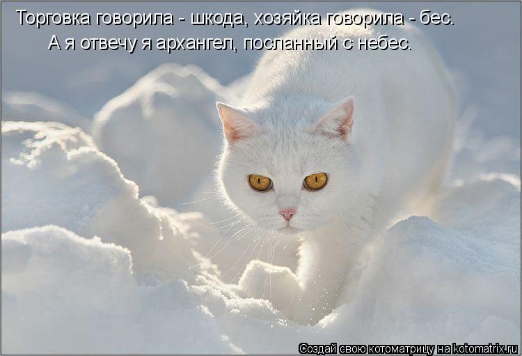 Торговка говорила - шкода, хозяйка говорила - бес. А я отвечу я архангел, посланный с небес.... Котоматрица: Торговка говорила - шкода, хозяйка говорила - бес. А я отвечу я архангел, посланный с небес.