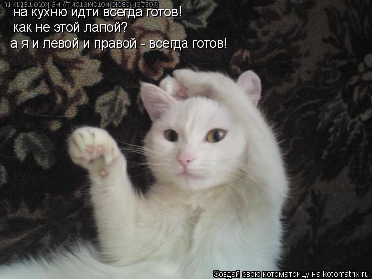 на кухню идти всегда готов! как не этой лапой? а я и левой и правой - всегда готов!... Котоматрица: на кухню идти всегда готов! как не этой лапой? а я и левой и правой - всегда готов!