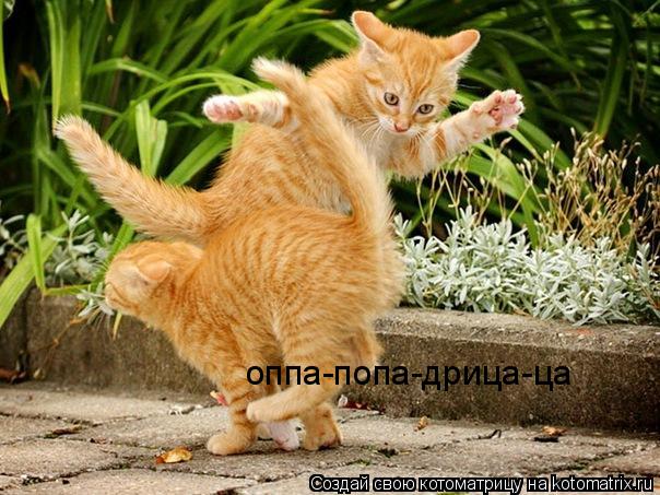 оппа-попа-дрица-ца... Котоматрица: оппа-попа-дрица-ца