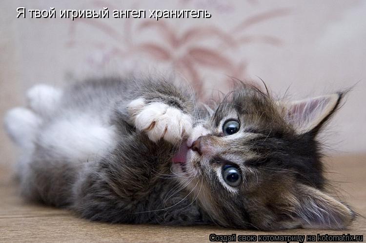 Я твой игривый ангел хранитель... Котоматрица: Я твой игривый ангел хранитель