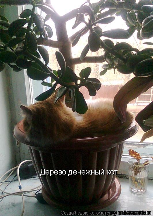 Дерево денежный кот... Котоматрица: Дерево денежный кот
