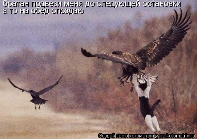 братан подвези меня до следующей остановки а то на обед опоздаю... Котоматрица: братан подвези меня до следующей остановки а то на обед опоздаю