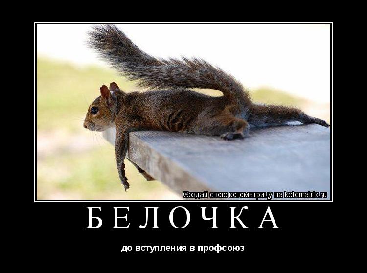 Белочка до вступления в профсоюз... Котоматрица: Белочка до вступления в профсоюз