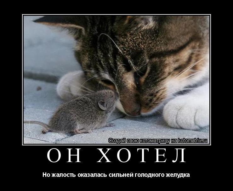 Он хотел Но жалость оказалась сильней голодного желудка... Котоматрица: Он хотел Но жалость оказалась сильней голодного желудка