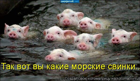 Так вот вы какие морские свинки...... Котоматрица: Так вот вы какие морские свинки...