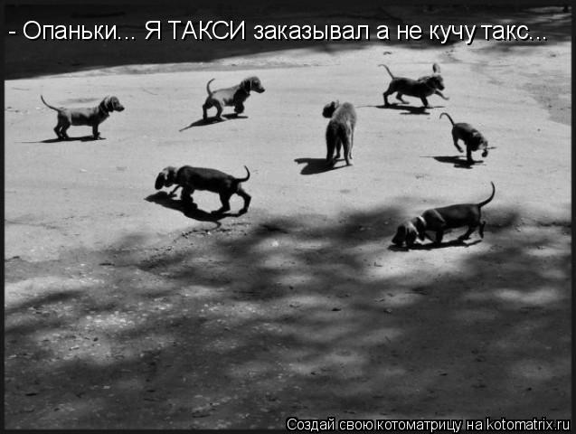 - Опаньки... Я ТАКСИ заказывал а не кучу такс...... Котоматрица: - Опаньки... Я ТАКСИ заказывал а не кучу такс...