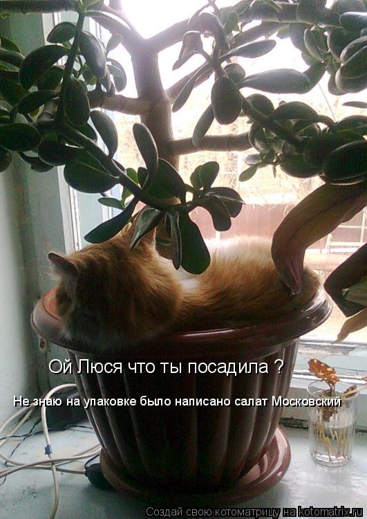 Ой Люся что ты посадила ? Не знаю на упаковке было написано салат Московский... Котоматрица: Ой Люся что ты посадила ? Не знаю на упаковке было написано салат Московский