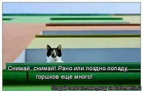 Снимай, снимай! Рано или поздно попаду, горшков еще много!... Котоматрица: Снимай, снимай! Рано или поздно попаду, горшков еще много!