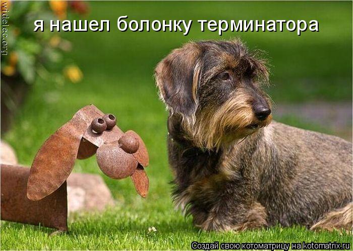 я нашел болонку терминатора... Котоматрица: я нашел болонку терминатора