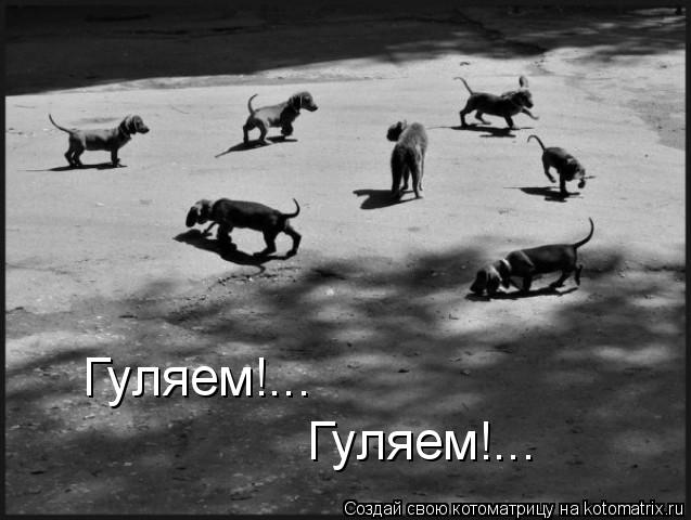 Гуляем!... Гуляем!...... Котоматрица: Гуляем!... Гуляем!...