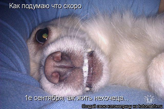 Как подумаю что скоро 1е сентября, аж жить нехочеца...... Котоматрица: Как подумаю что скоро 1е сентября, аж жить нехочеца...