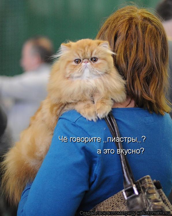 Чё говорите ,,пиастры,,? а это вкусно?... Котоматрица: Чё говорите ,,пиастры,,? а это вкусно?