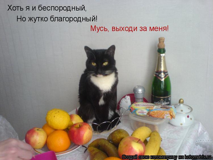 Хоть я и беспородный, Но жутко благородный! Мусь, выходи за меня!... Котоматрица: Хоть я и беспородный, Но жутко благородный! Мусь, выходи за меня!
