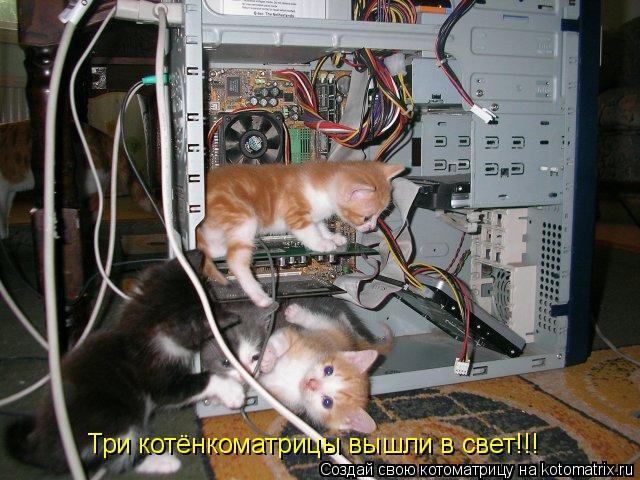 Три котёнкоматрицы вышли в свет!!!... Котоматрица: Три котёнкоматрицы вышли в свет!!!