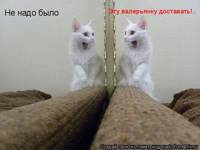 Не надо было Эту валерьянку доставать!..... Котоматрица: Не надо было Эту валерьянку доставать!..