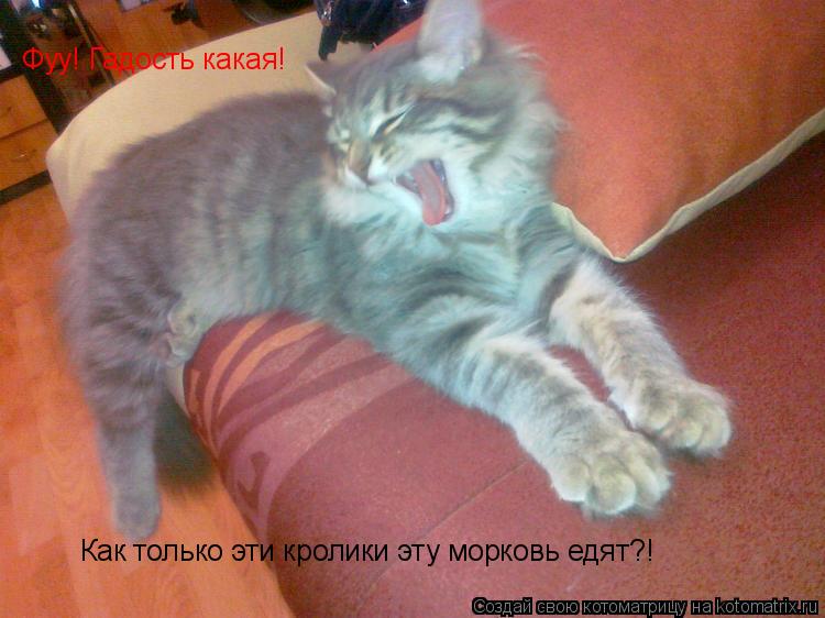 Фуу! Гадость какая! Как только эти кролики эту морковь едят?!... Котоматрица: Фуу! Гадость какая! Как только эти кролики эту морковь едят?!