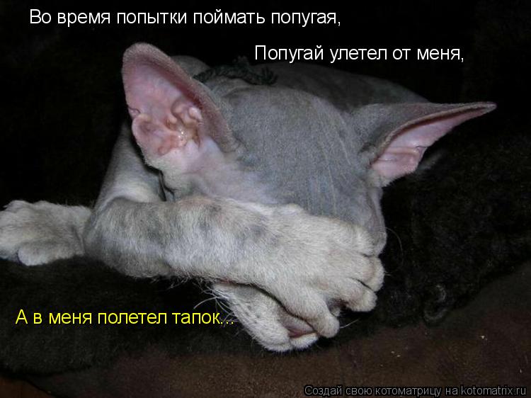 Во время попытки поймать попугая, Попугай улетел от меня, А в меня полетел тапок...... Котоматрица: Во время попытки поймать попугая, Попугай улетел от меня, А в меня полетел тапок...