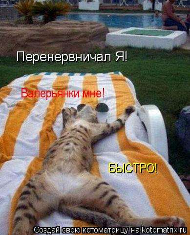 Перенервничал Я! Валерьянки мне! БЫСТРО!... Котоматрица: Перенервничал Я! Валерьянки мне! БЫСТРО!