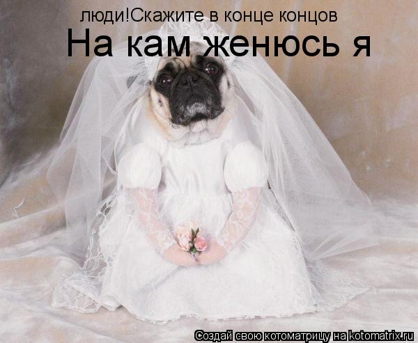 люди!Скажите в конце концов На кам женюсь я... Котоматрица: люди!Скажите в конце концов На кам женюсь я