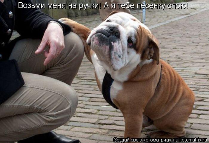 - Возьми меня на ручки! А я тебе песенку спою!... Котоматрица: - Возьми меня на ручки! А я тебе песенку спою!
