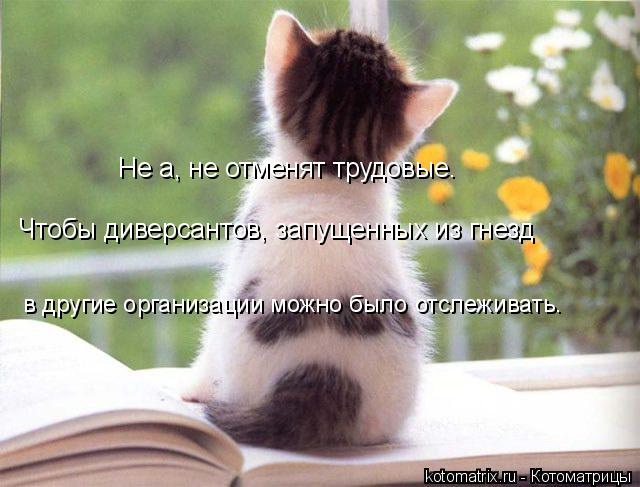 Не а, не отменят трудовые. Чтобы диверсантов, запущенных из гнезд в другие организации можно было отс... Котоматрица: Не а, не отменят трудовые. Чтобы диверсантов, запущенных из гнезд в другие организации можно было отслеживать.