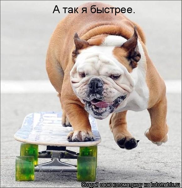А так я быстрее.... Котоматрица: А так я быстрее.