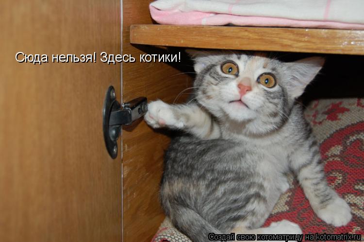 Сюда нельзя! Здесь котики!... Котоматрица: Сюда нельзя! Здесь котики!