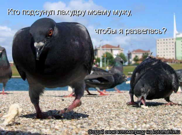 Кто подсунул лахудру моему мужу, чтобы я развелась?... Котоматрица: Кто подсунул лахудру моему мужу, чтобы я развелась?