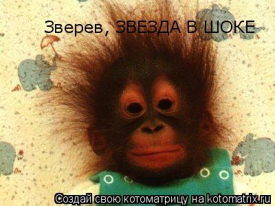 Зверев, ЗВЕЗДА В ШОКЕ... Котоматрица: Зверев, ЗВЕЗДА В ШОКЕ
