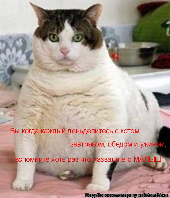 Вы когда каждый деньделитесь с котом завтраком, обедом и ужином, вспомните хоть раз что назвали его М... Котоматрица: Вы когда каждый деньделитесь с котом завтраком, обедом и ужином, вспомните хоть раз что назвали его МАЛЫШ