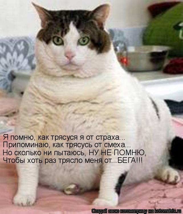 Котоматрица: Я помню, как трясуся я от страха... Припоминаю, как трясусь от смеха... Но сколько ни пытаюсь, НУ НЕ ПОМНЮ, Чтобы хоть раз трясло меня от...БЕГА!!!