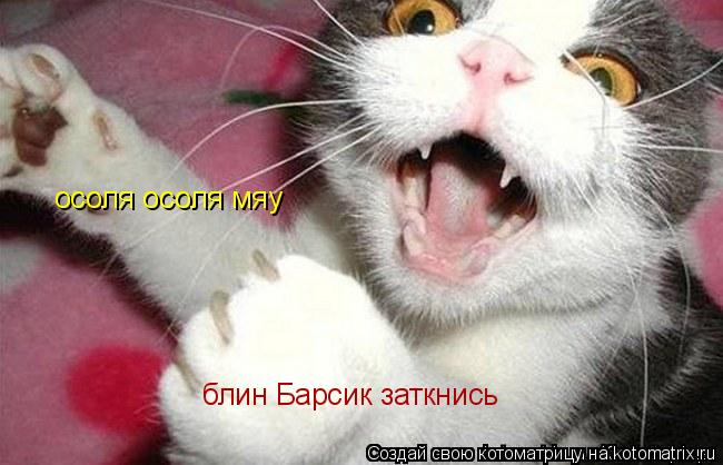 осоля осоля мяу блин Барсик заткнись... Котоматрица: осоля осоля мяу блин Барсик заткнись