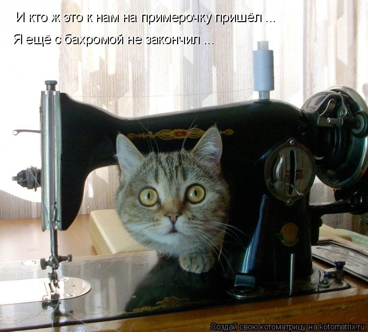 И кто ж это к нам на примерочку пришёл ... Я ещё с бахромой не закончил ...... Котоматрица: И кто ж это к нам на примерочку пришёл ... Я ещё с бахромой не закончил ...