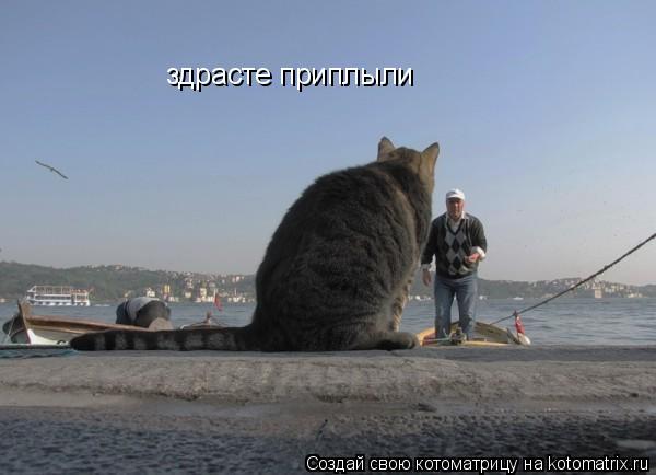 здрасте приплыли... Котоматрица: здрасте приплыли