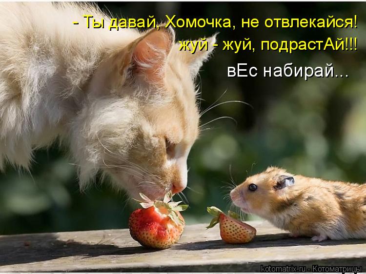 - Ты давай, Хомочка, не отвлекайся! жуй - жуй, подрастАй!!! вЕс набирай...... Котоматрица: - Ты давай, Хомочка, не отвлекайся! жуй - жуй, подрастАй!!! вЕс набирай...