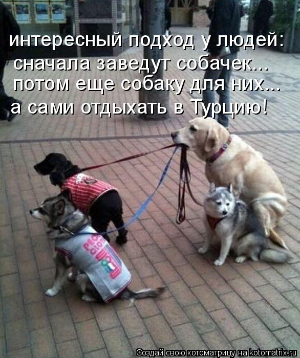 интересный подход у людей: сначала заведут собачек... потом еще собаку для них... а сами отдыхать в Т... Котоматрица: интересный подход у людей: сначала заведут собачек... потом еще собаку для них... а сами отдыхать в Турцию!